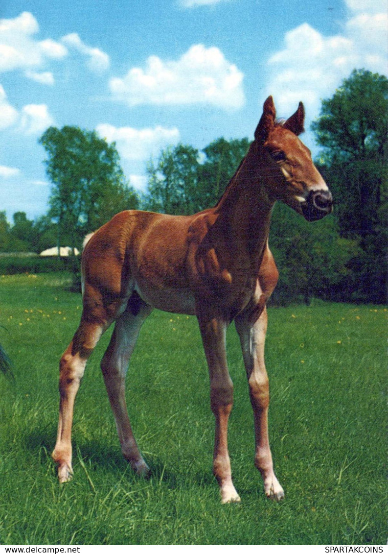 CABALLO Animales Vintage Tarjeta Postal CPSM #PBR845.A - Paarden
