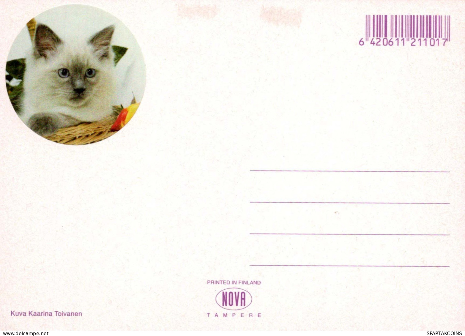 GATO GATITO Animales Vintage Tarjeta Postal CPSM #PBR035.A - Chats