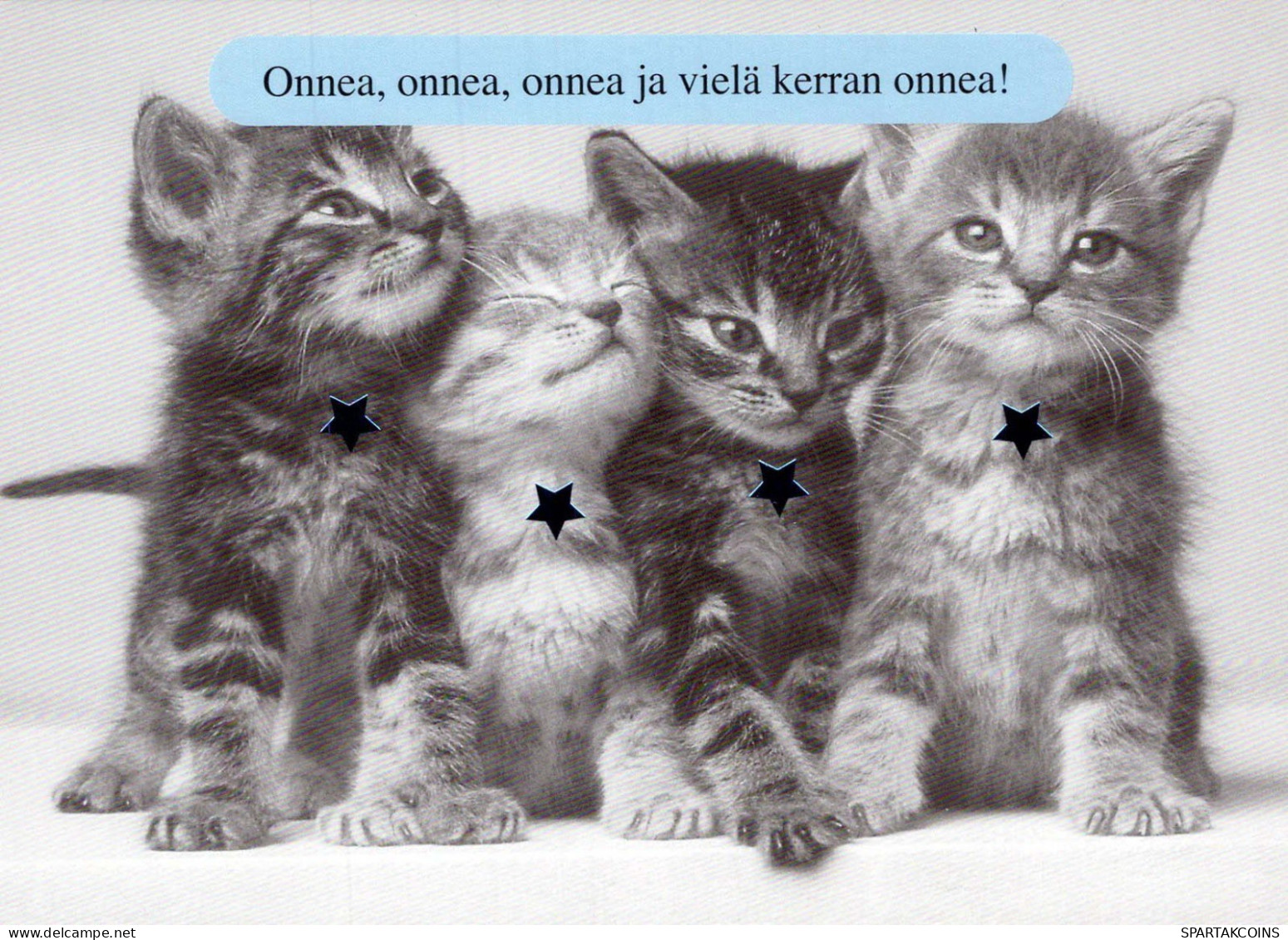 GATTO KITTY Animale Vintage Cartolina CPSM #PBQ925.A - Chats