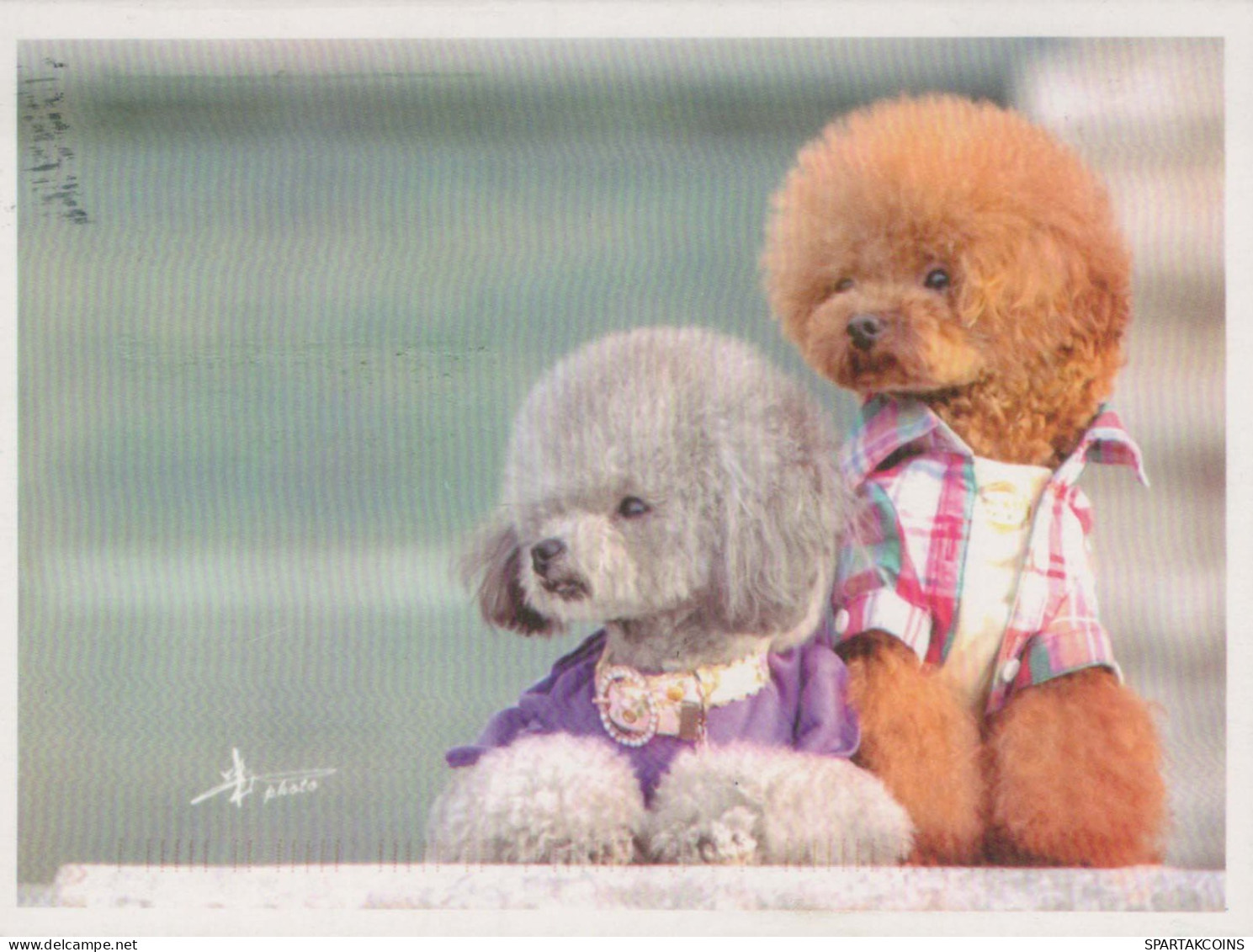 CANE Animale Vintage Cartolina CPSM #PBQ335.A - Dogs