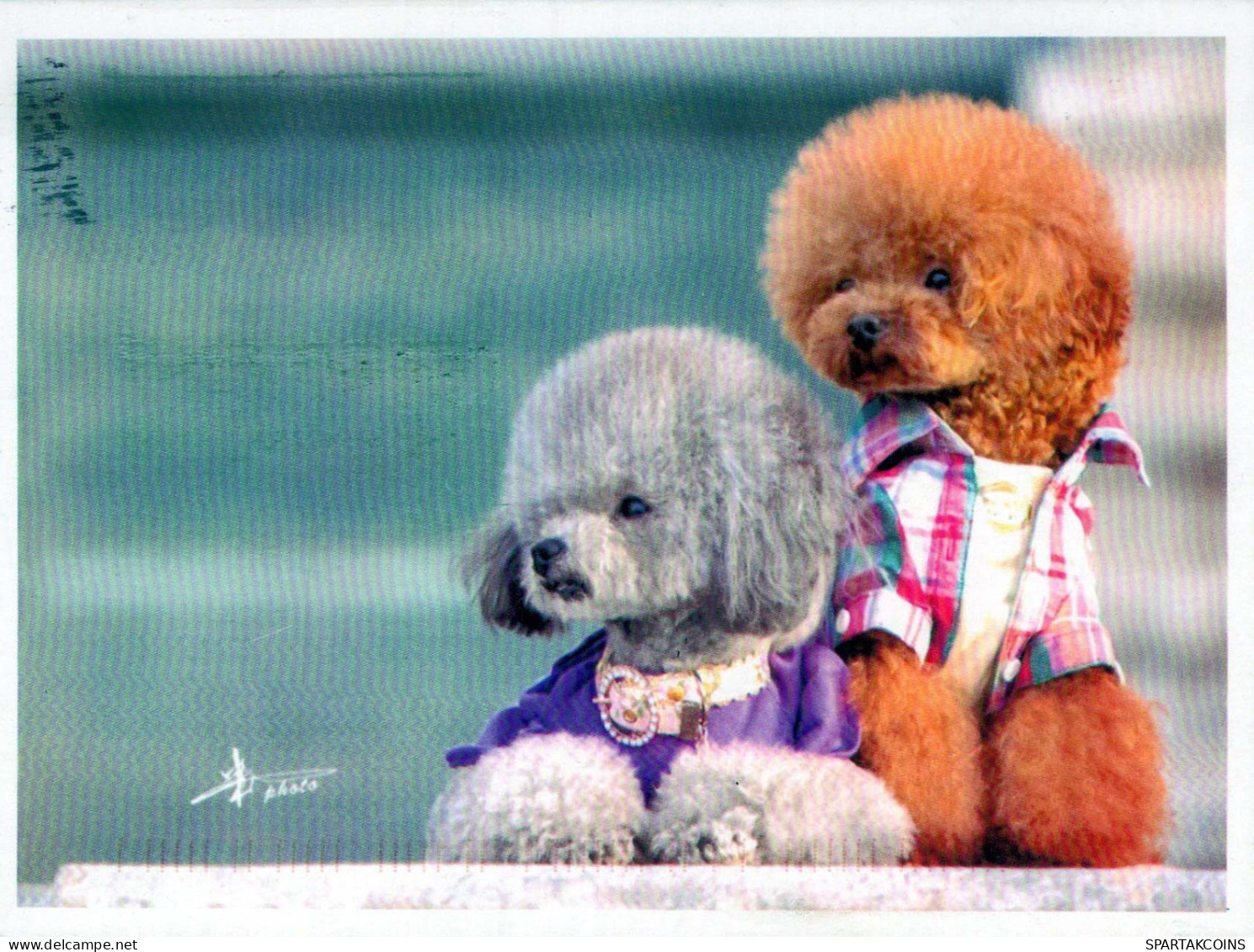 CANE Animale Vintage Cartolina CPSM #PBQ335.A - Dogs