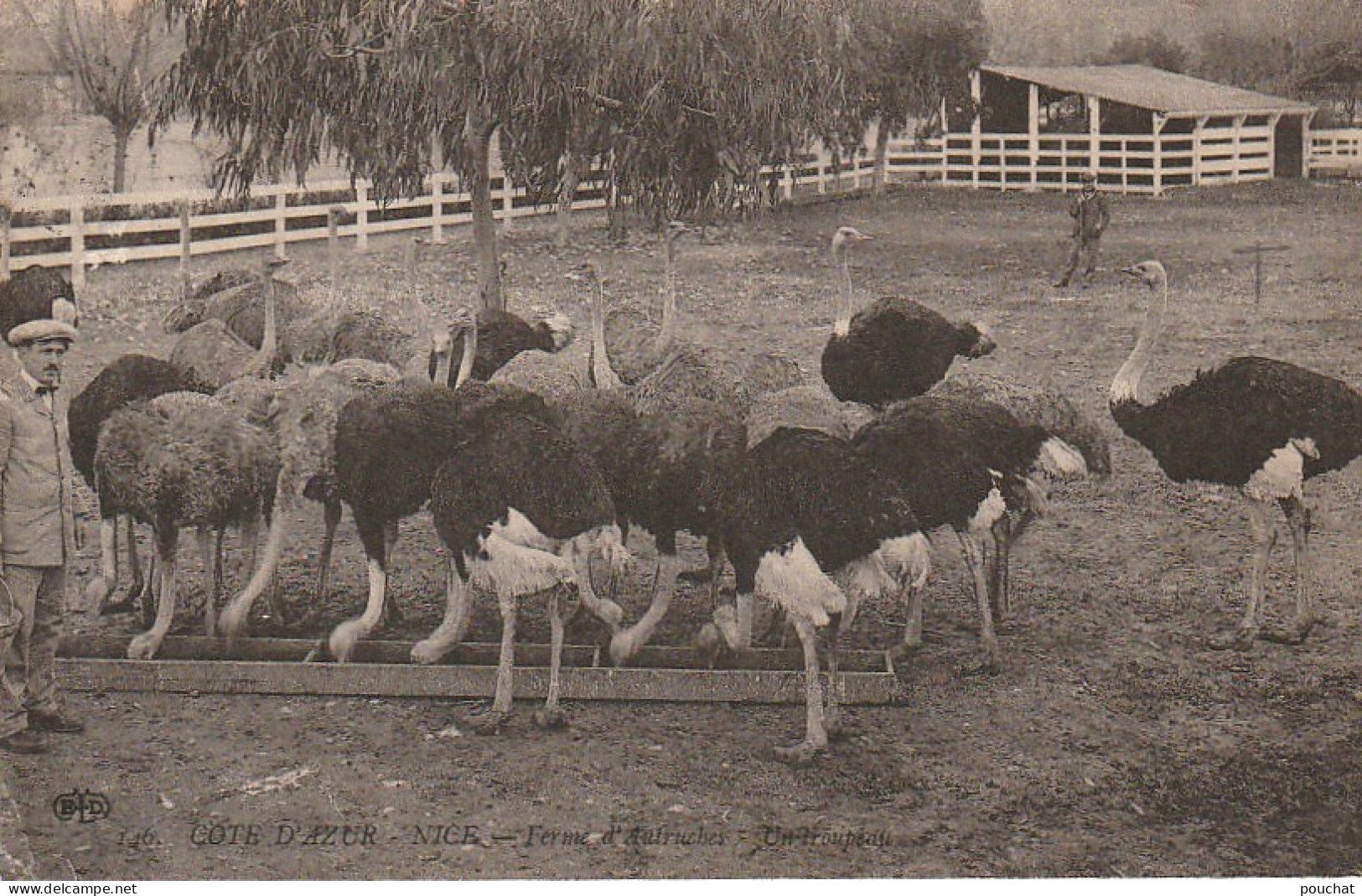 OP 9- (06) NICE - FERME D' AUTRUCHES - UN TROUPEAU - GARDIEN , SOIGNEUR  - 2 SCANS - Sonstige & Ohne Zuordnung