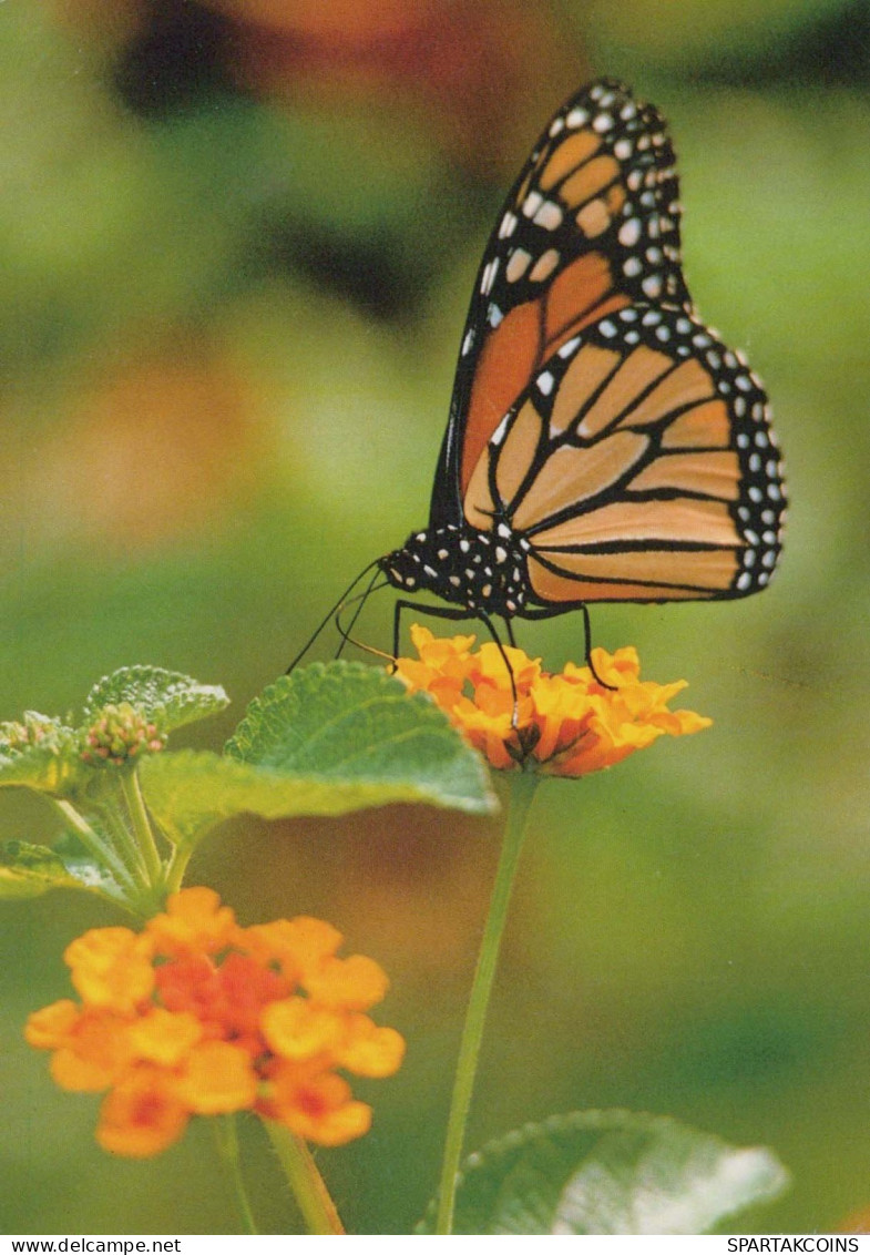 FARFALLA Animale Vintage Cartolina CPSM #PBS472.A - Butterflies