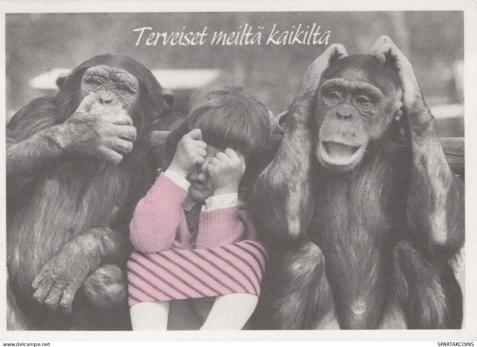SCIMMIA Animale Vintage Cartolina CPSM #PBS007.A - Affen