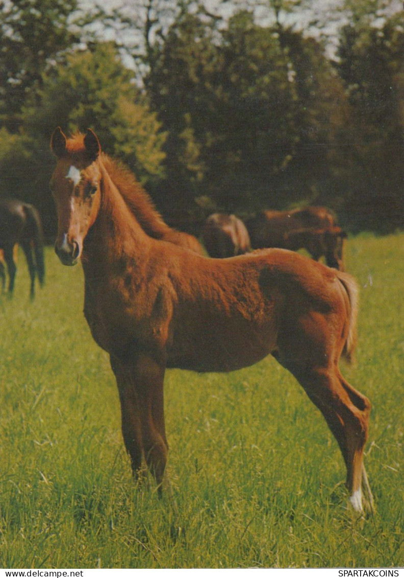 CABALLO Animales Vintage Tarjeta Postal CPSM #PBR895.A - Paarden