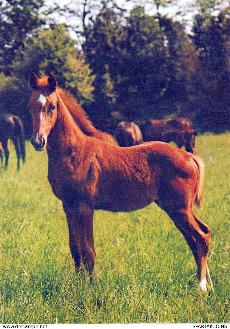 CABALLO Animales Vintage Tarjeta Postal CPSM #PBR895.A - Paarden