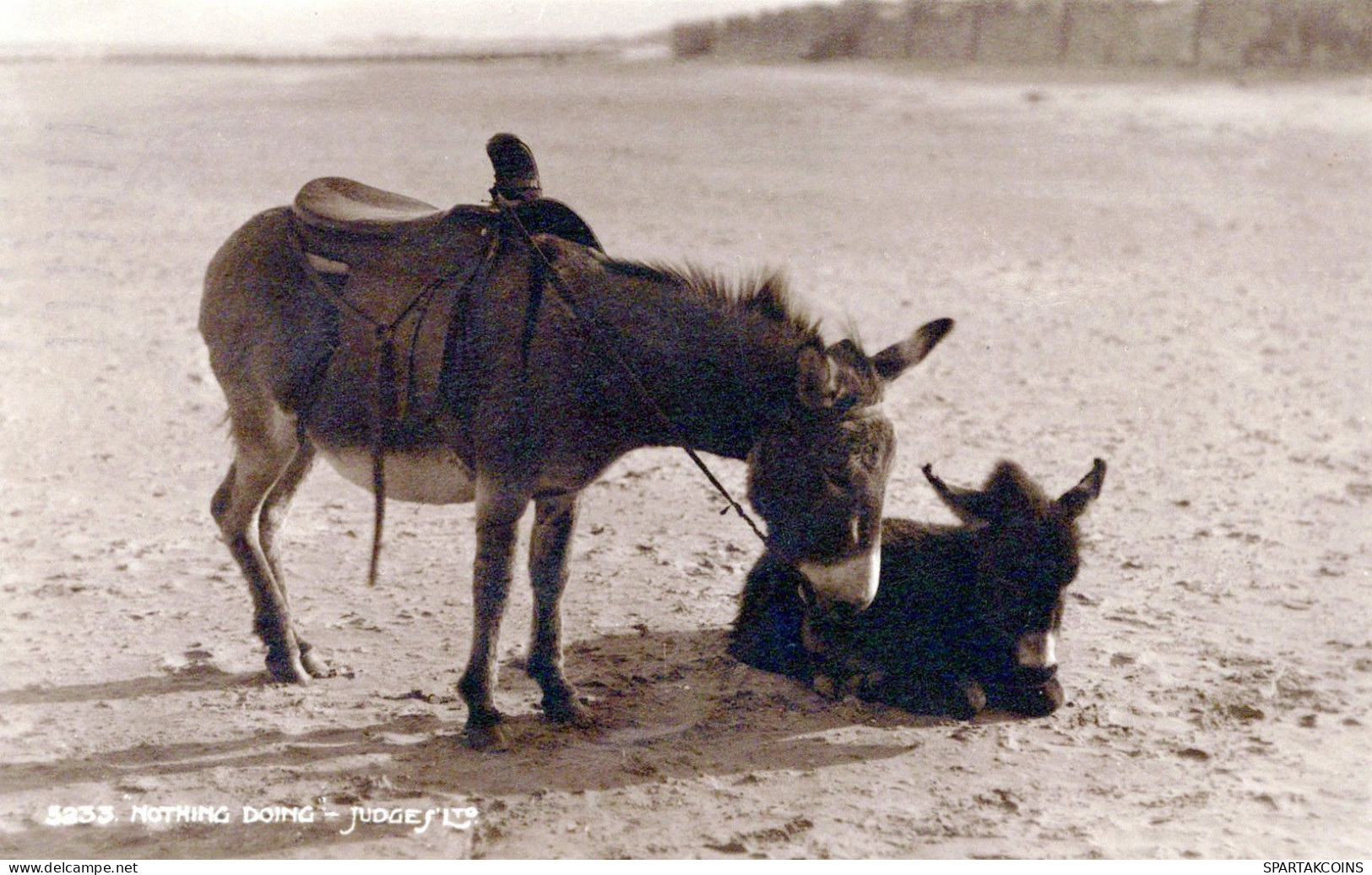 ASINO Animale Vintage CPA Cartolina #PAA229.A - Donkeys