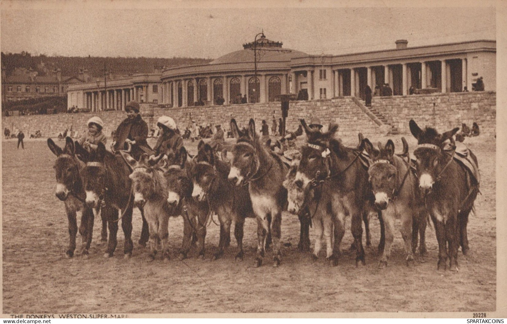 BURRO Animales Vintage Antiguo CPA Tarjeta Postal #PAA059.A - Donkeys