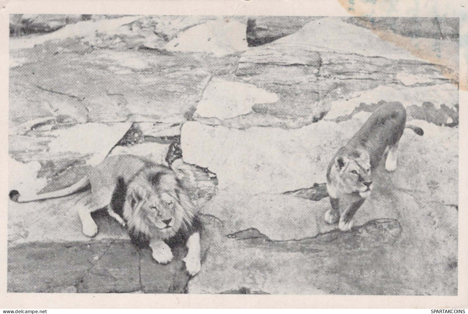 LION Vintage Carte Postale CPSMPF #PKG947.A - Leeuwen
