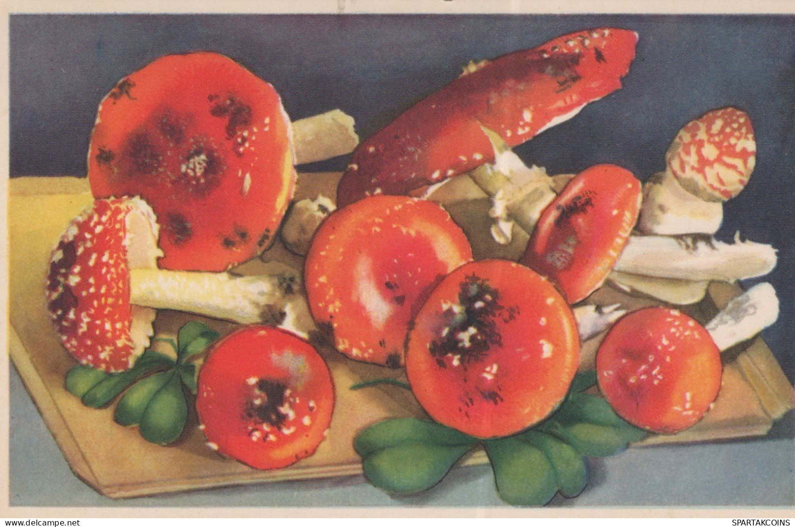 MUSHROOMS Vintage Carte Postale CPSMPF #PKD673.A - Mushrooms