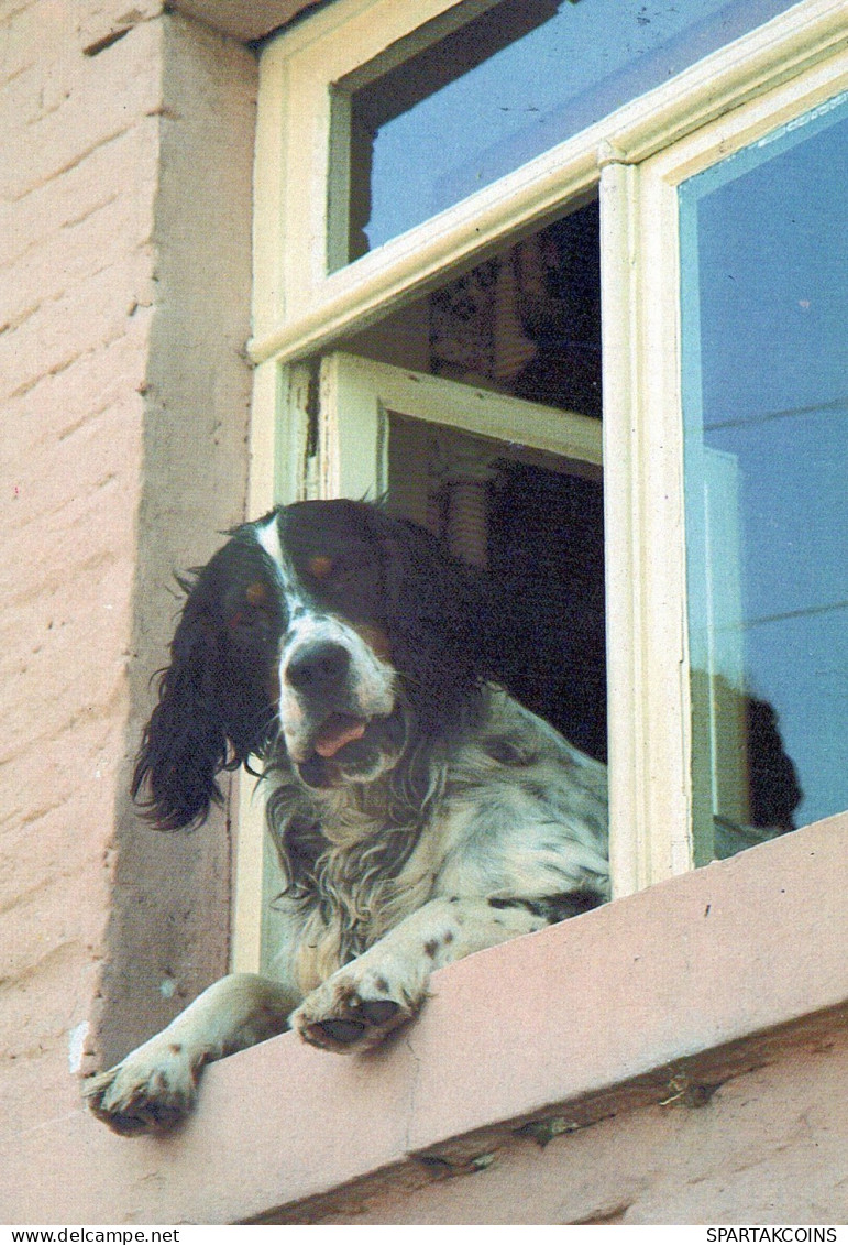 HUND Tier Vintage Ansichtskarte Postkarte CPSM #PAN616.DE - Dogs