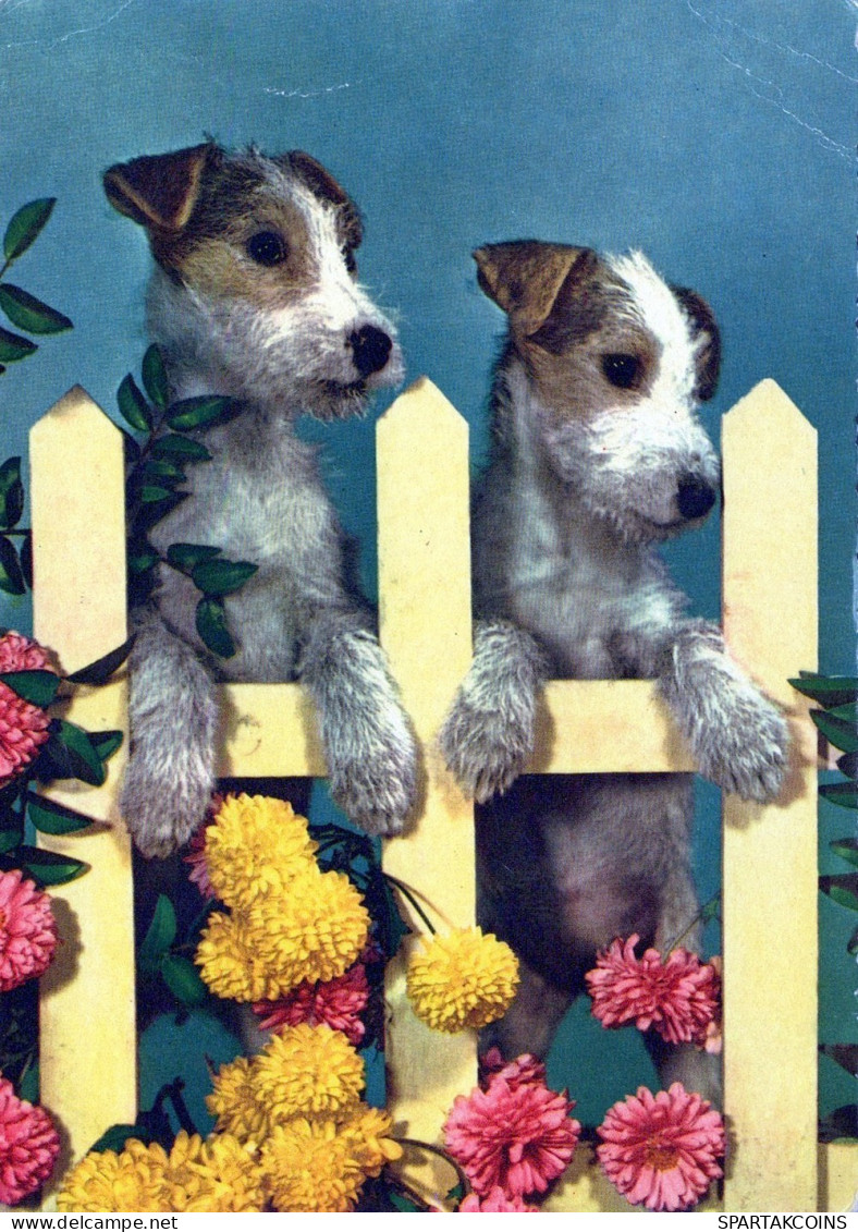 HUND Tier Vintage Ansichtskarte Postkarte CPSM #PAN749.DE - Dogs