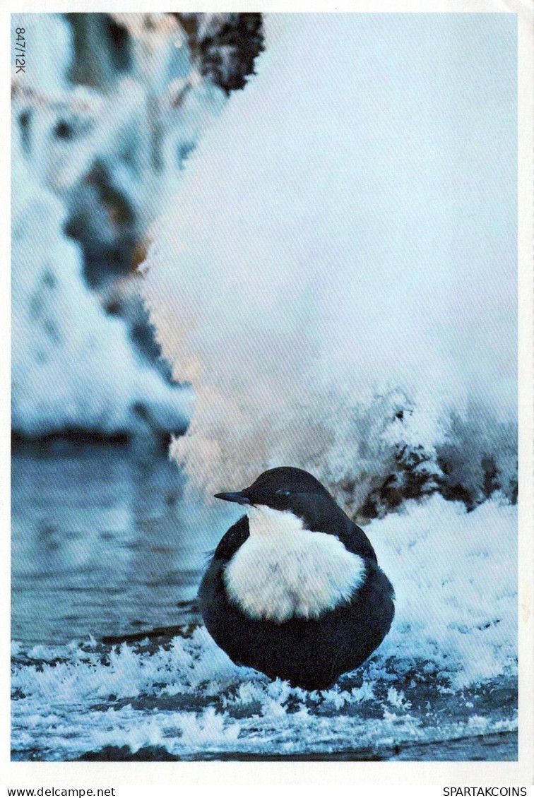 VOGEL Tier Vintage Ansichtskarte Postkarte CPSM #PAM679.DE - Vogels