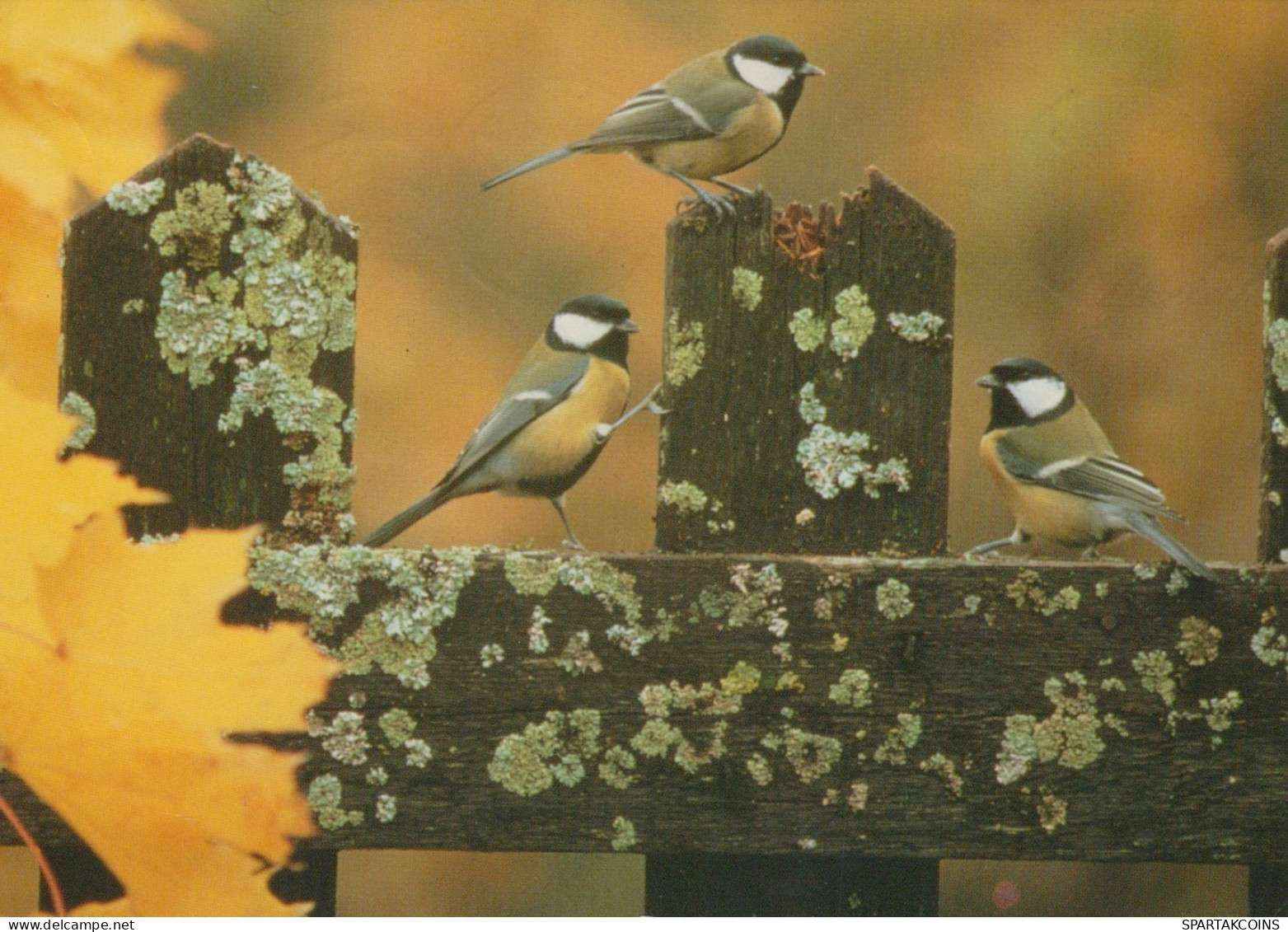 VOGEL Tier Vintage Ansichtskarte Postkarte CPSM #PAN174.DE - Birds