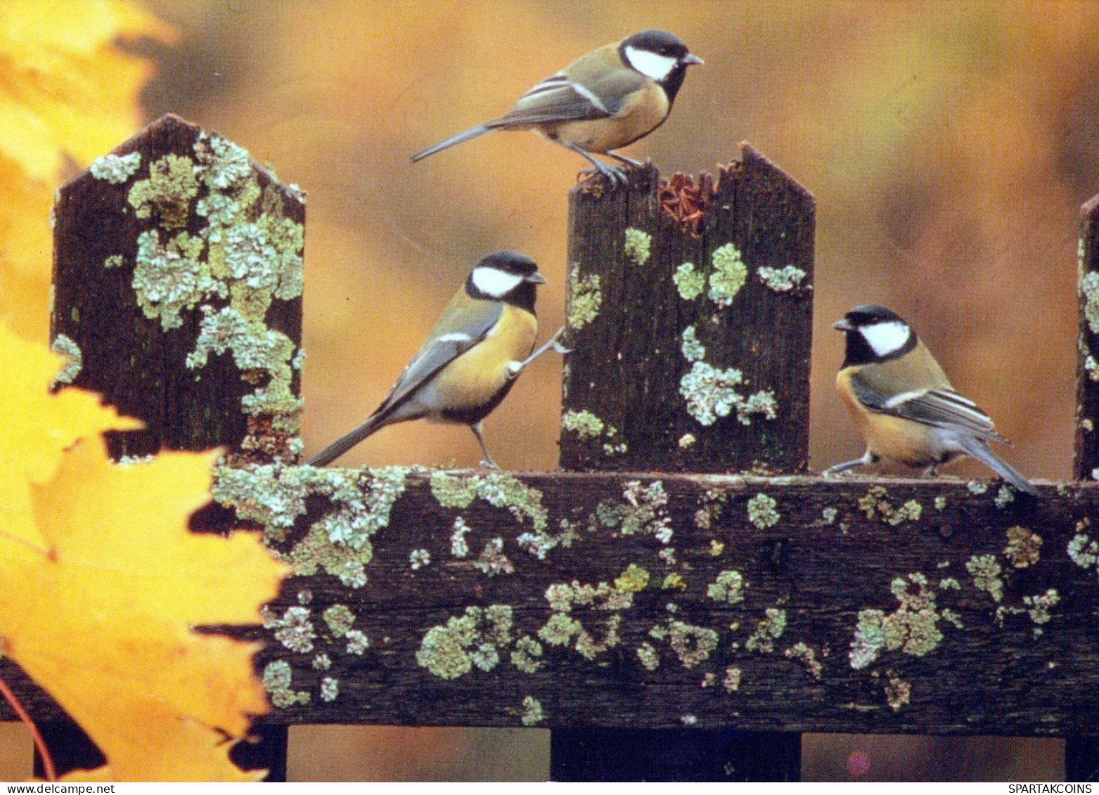 VOGEL Tier Vintage Ansichtskarte Postkarte CPSM #PAN174.DE - Vogels