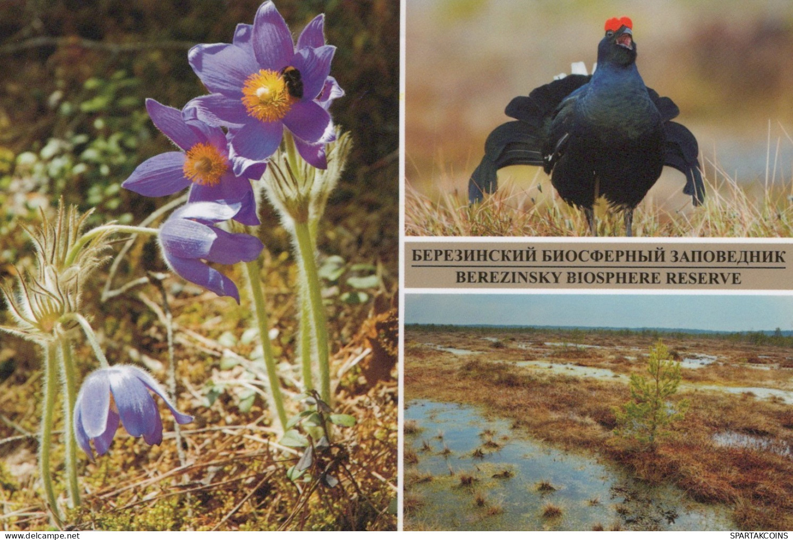 VOGEL Tier Vintage Ansichtskarte Postkarte CPSM #PAN359.DE - Vögel