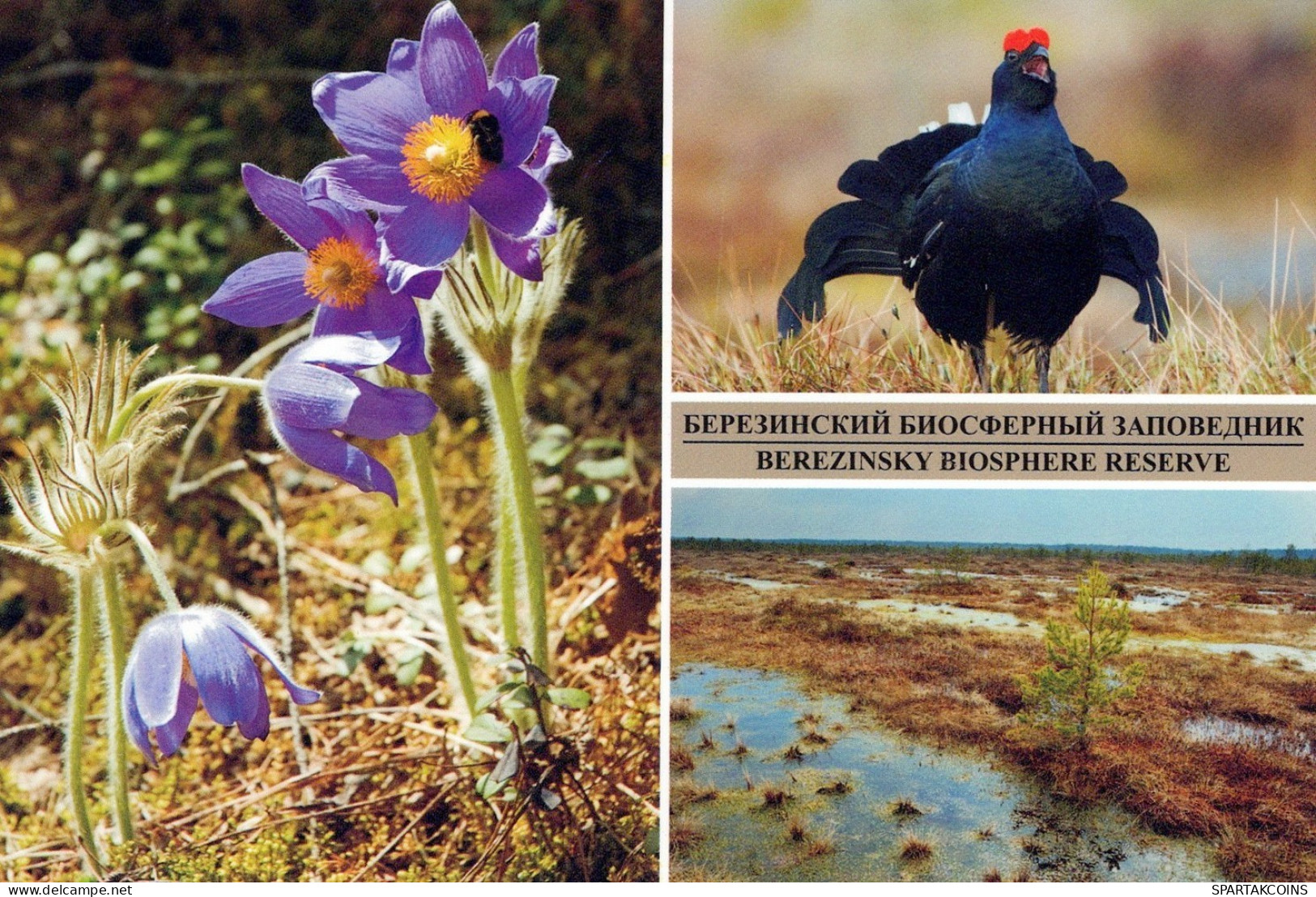 VOGEL Tier Vintage Ansichtskarte Postkarte CPSM #PAN359.DE - Birds