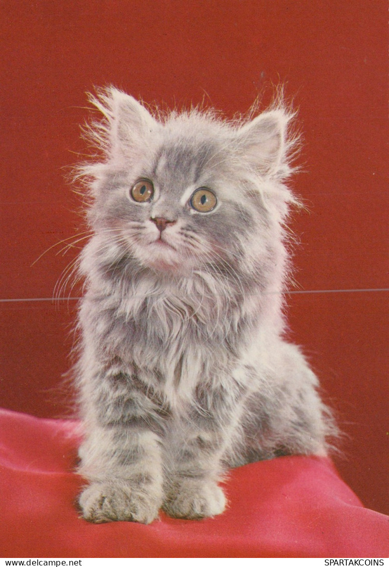 KATZE MIEZEKATZE Tier Vintage Ansichtskarte Postkarte CPSM #PAM175.DE - Chats