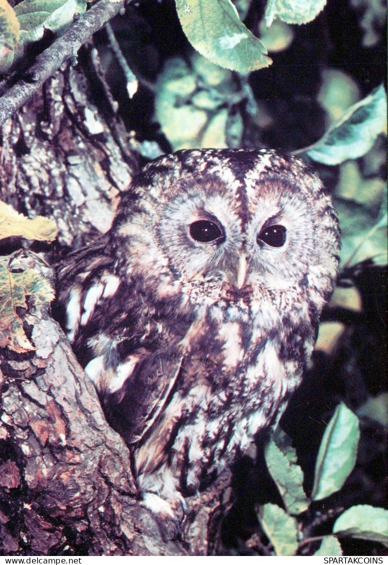 VOGEL Tier Vintage Ansichtskarte Postkarte CPSM #PAM743.DE - Oiseaux