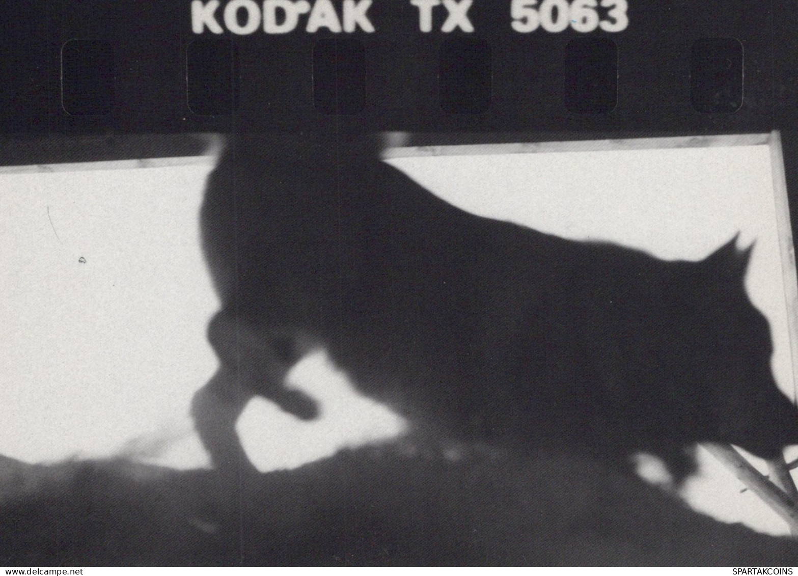 PERRO Animales Vintage Tarjeta Postal CPSM #PAN681.ES - Dogs