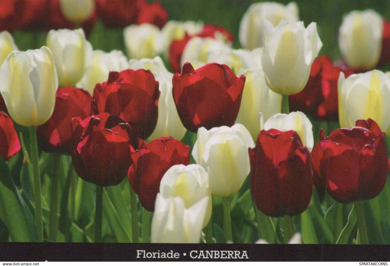 FLORES Vintage Tarjeta Postal CPSM #PAR372.ES - Blumen