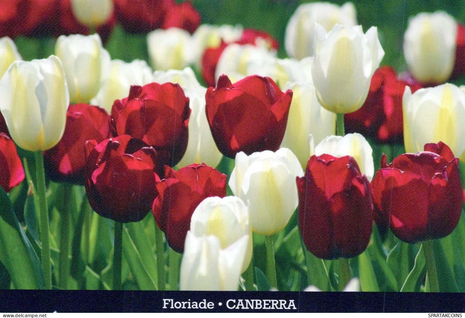 FLORES Vintage Tarjeta Postal CPSM #PAR372.ES - Flowers