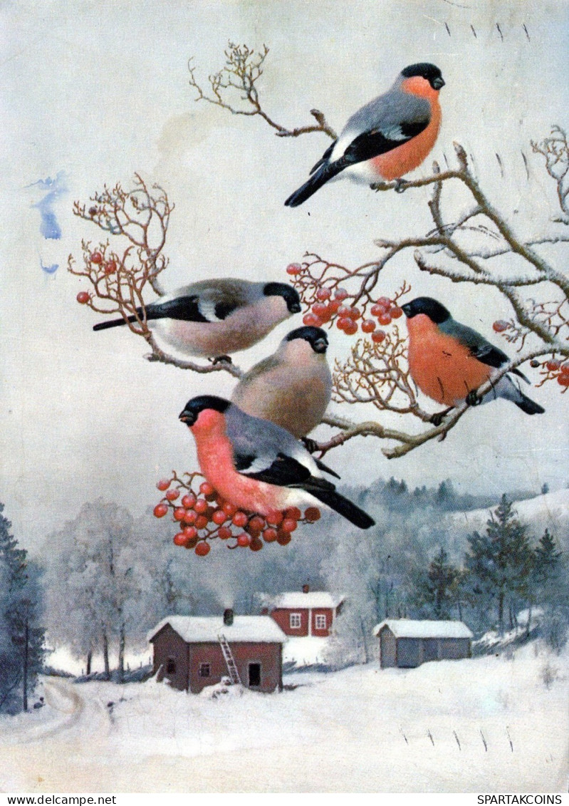 PÁJARO Animales Vintage Tarjeta Postal CPSM #PAM802.ES - Birds