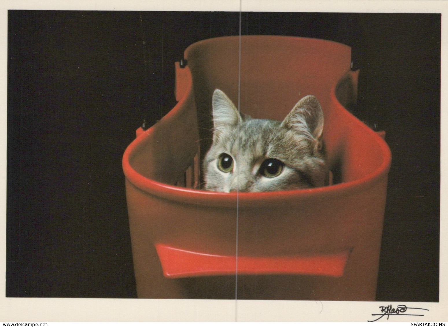 GATO GATITO Animales Vintage Tarjeta Postal CPSM Unposted #PAM359.ES - Chats