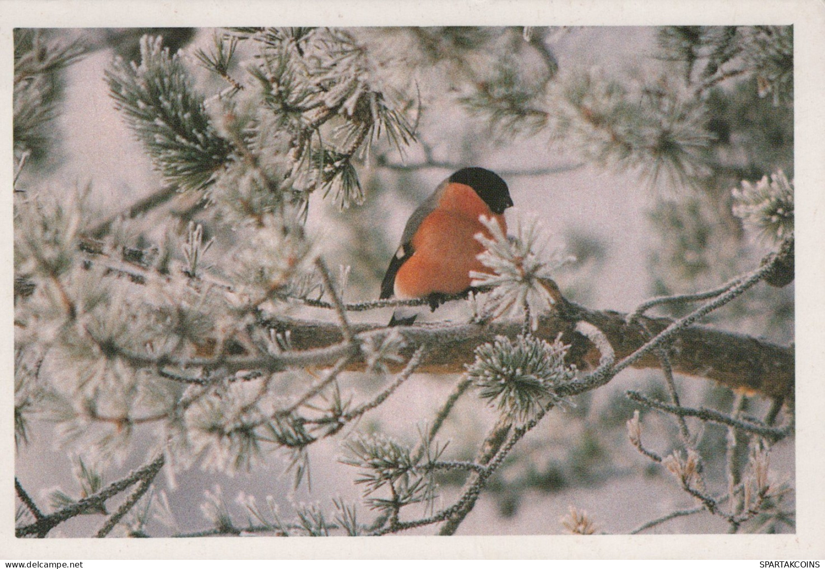 PÁJARO Animales Vintage Tarjeta Postal CPSM #PAM676.ES - Uccelli