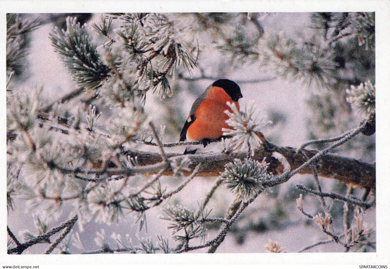 PÁJARO Animales Vintage Tarjeta Postal CPSM #PAM676.ES - Birds