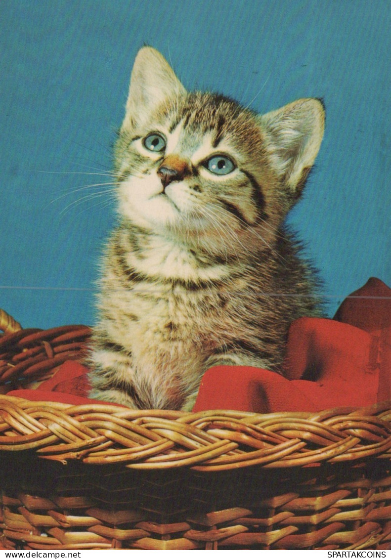 GATO GATITO Animales Vintage Tarjeta Postal CPSM #PAM111.ES - Chats