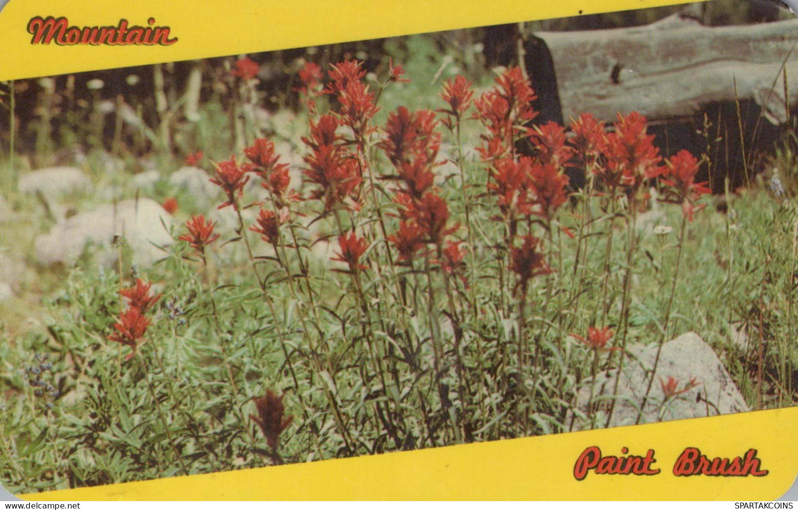 FLOWERS Vintage Ansichtskarte Postkarte CPSMPF #PKG040.DE - Flowers