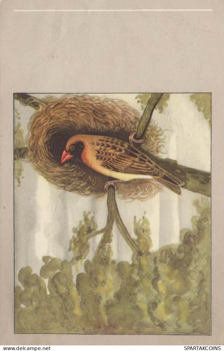 VOGEL Tier Vintage Ansichtskarte Postkarte CPA #PKE804.DE - Vogels