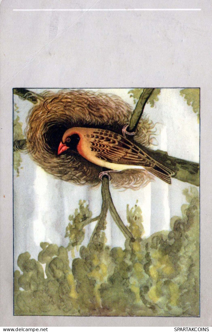 VOGEL Tier Vintage Ansichtskarte Postkarte CPA #PKE804.DE - Vögel