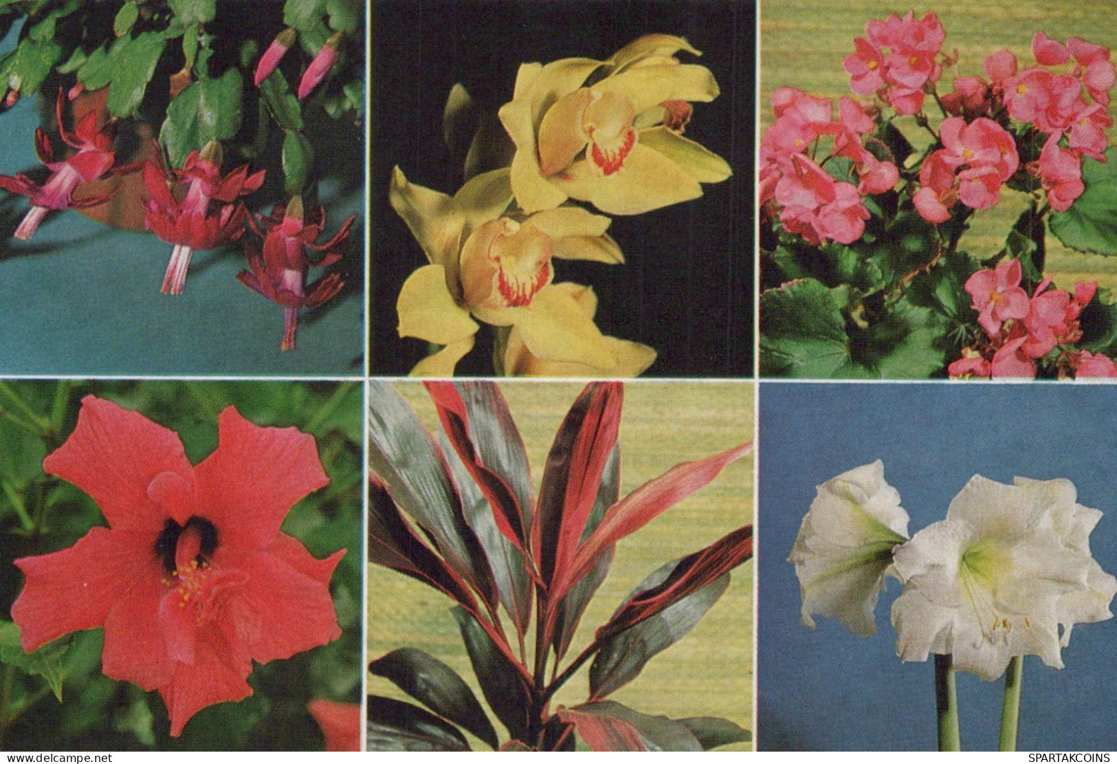 FLOWERS Vintage Ansichtskarte Postkarte CPSM #PBZ322.DE - Bloemen