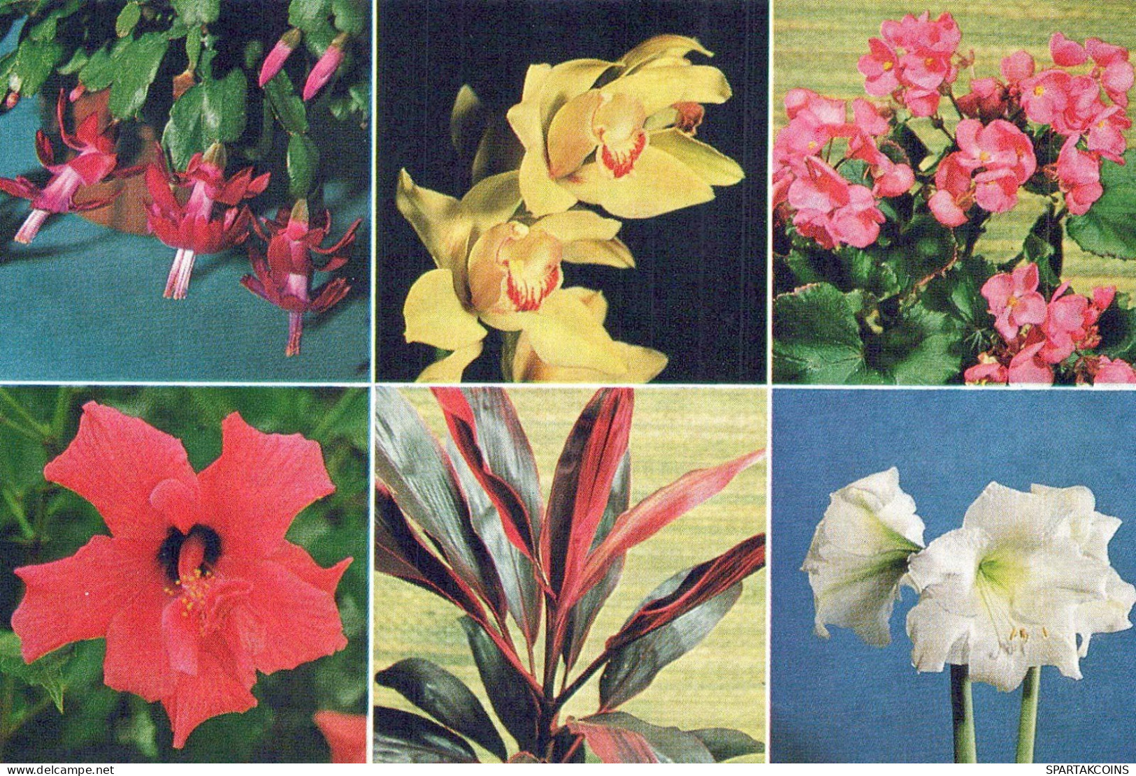 FLOWERS Vintage Ansichtskarte Postkarte CPSM #PBZ322.DE - Fleurs