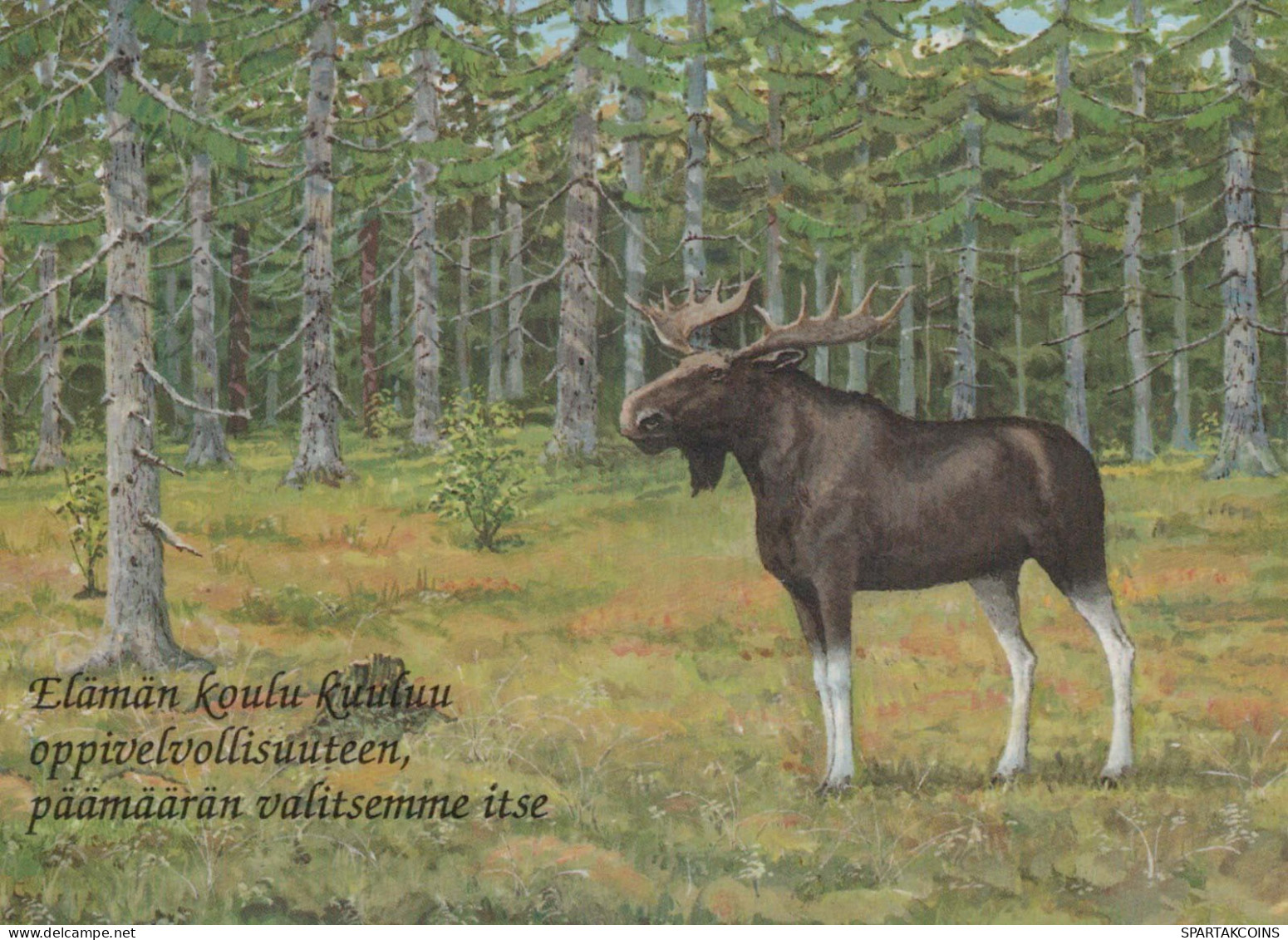 HIRSCH Tier Vintage Ansichtskarte Postkarte CPSM #PBS531.DE - Sonstige & Ohne Zuordnung