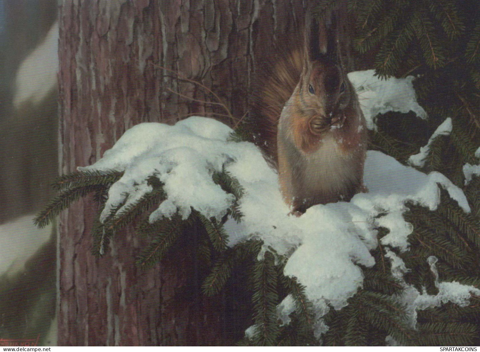 EICHHÖRNCHEN Tier Vintage Ansichtskarte Postkarte CPSM #PBS726.DE - Sonstige & Ohne Zuordnung