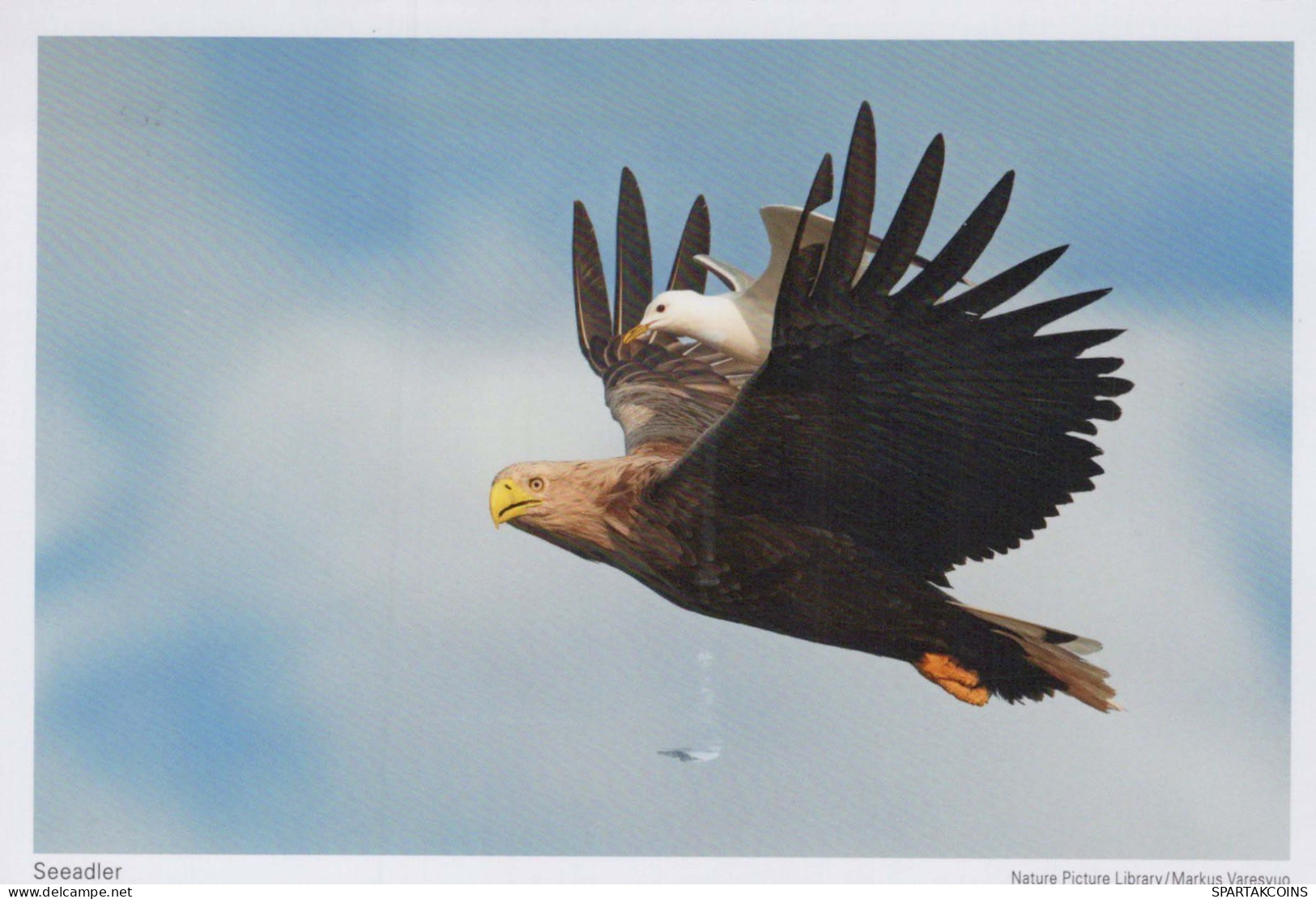 VOGEL Tier Vintage Ansichtskarte Postkarte CPSM #PBR683.DE - Oiseaux