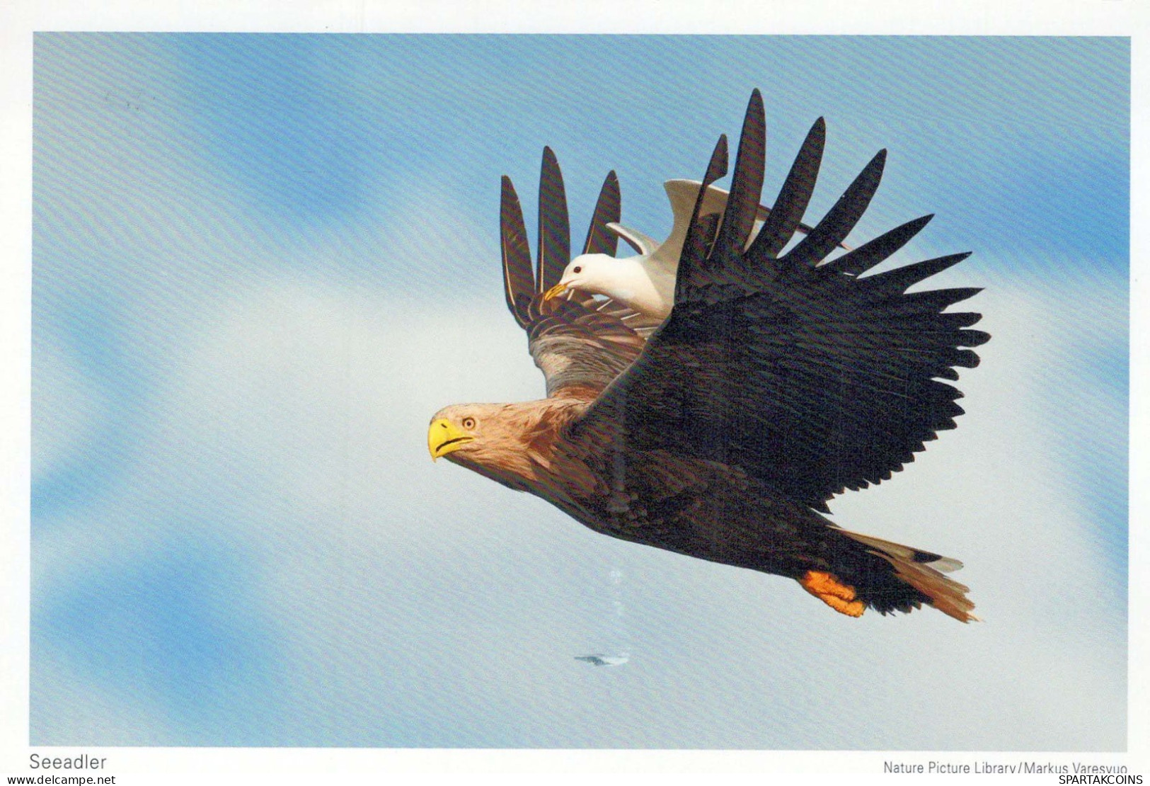 VOGEL Tier Vintage Ansichtskarte Postkarte CPSM #PBR683.DE - Vögel