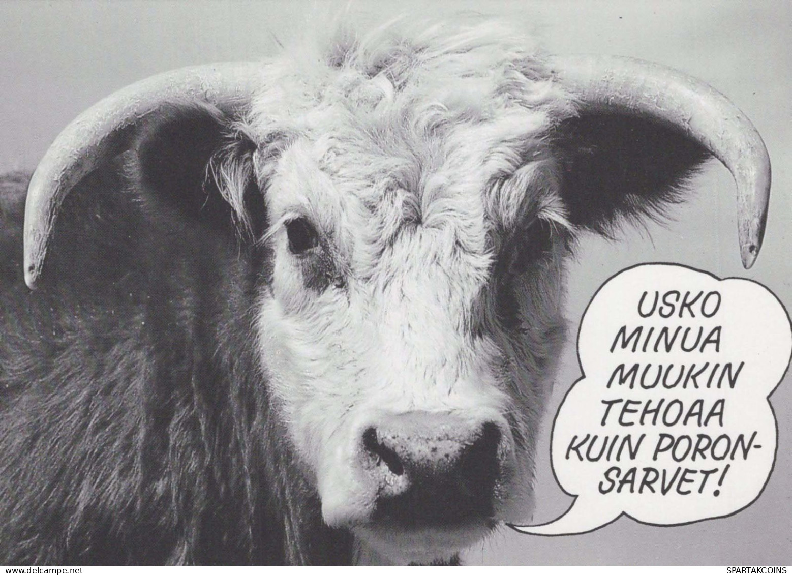 KUH Tier Vintage Ansichtskarte Postkarte CPSM #PBR807.DE - Vaches