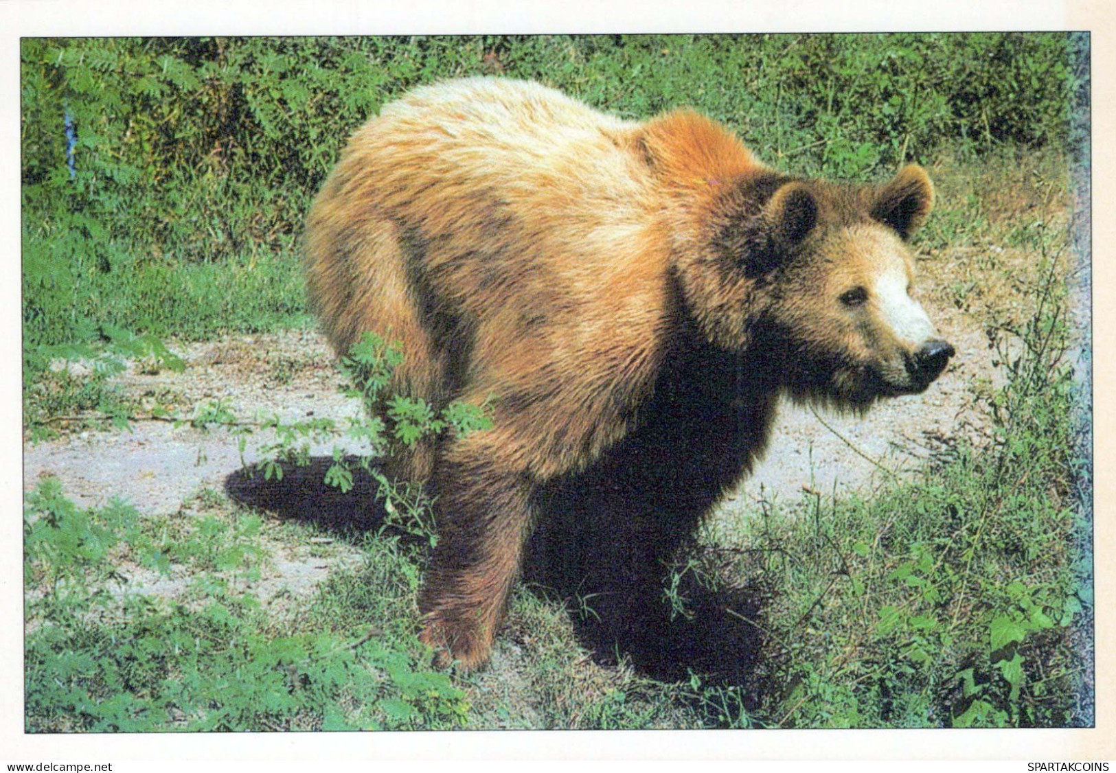 GEBÄREN Tier Vintage Ansichtskarte Postkarte CPSM #PBS343.DE - Bären