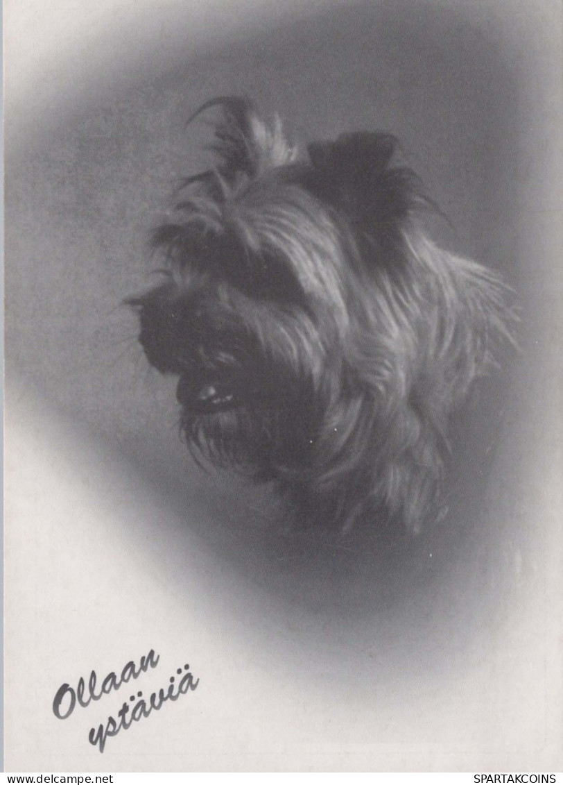 HUND Tier Vintage Ansichtskarte Postkarte CPSM #PBQ375.DE - Dogs