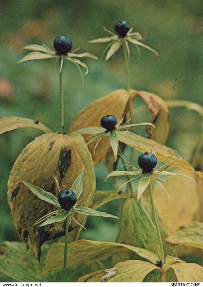 FLEURS Vintage Carte Postale CPSM #PAS454.FR - Flowers