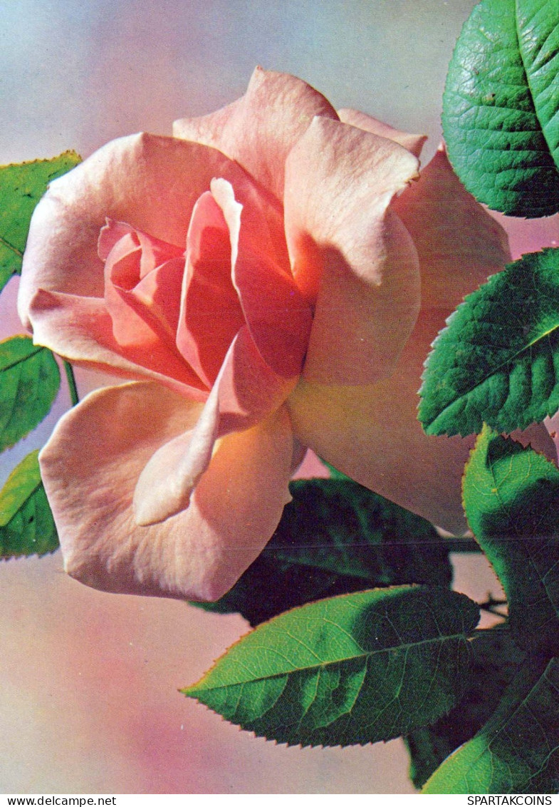 FLEURS Vintage Carte Postale CPSM #PAS214.FR - Flowers