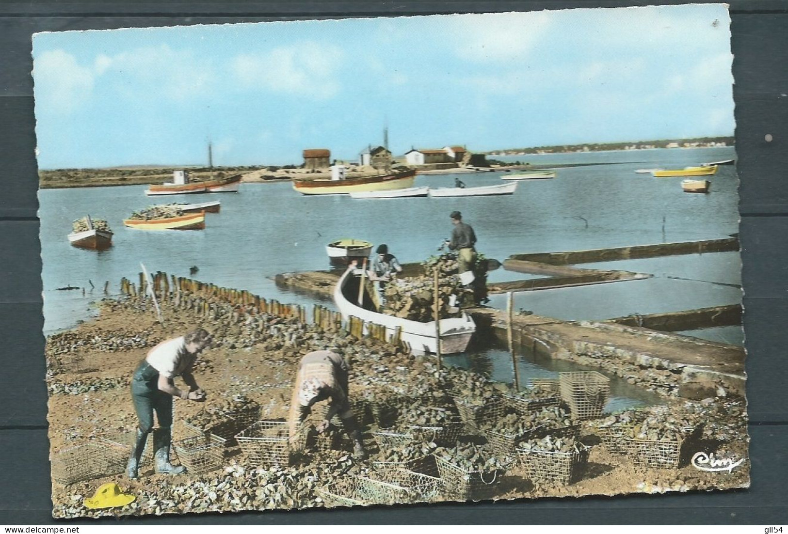 CPSM GF - L'Ostréiculture En Charente Maritime , Préparatif D'un Chargement D'huitres Au Port -    HAY 20075 - Other & Unclassified