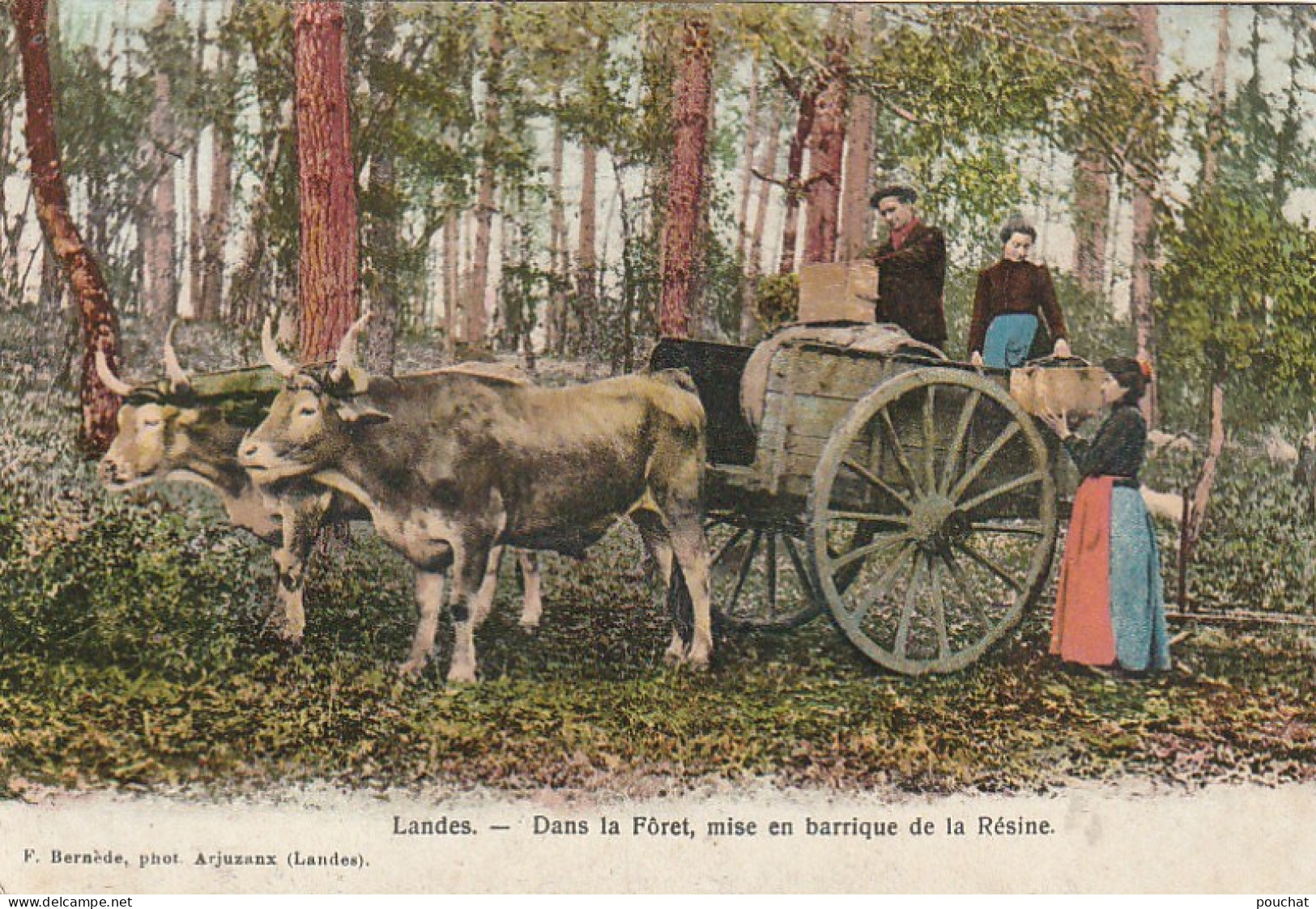 0P 23-(40) DANS LA FORET , MISE EN BARRIQUE DE LA RESINE - ATTELAGE - CARTE COLORISEE - BERNEDE PHOT . ARJUZANX- 2 SCANS - Aquitaine