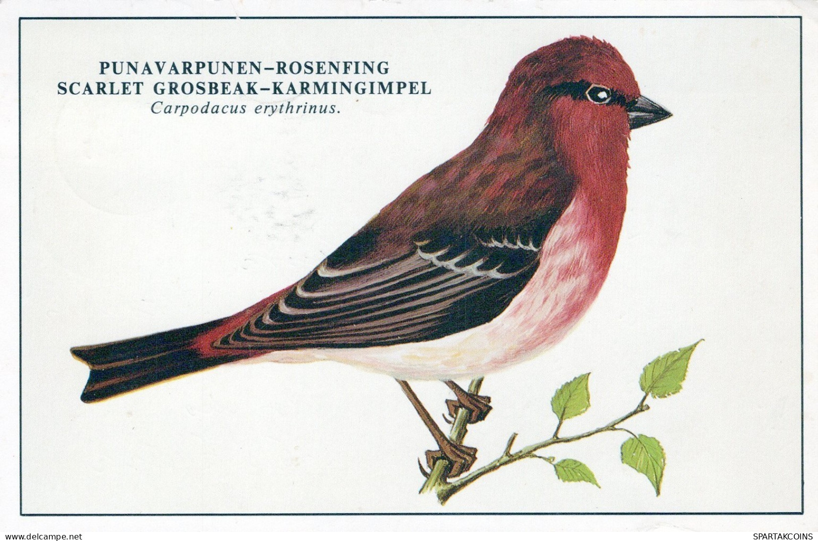 OISEAU Animaux Vintage Carte Postale CPSM #PAN173.FR - Birds