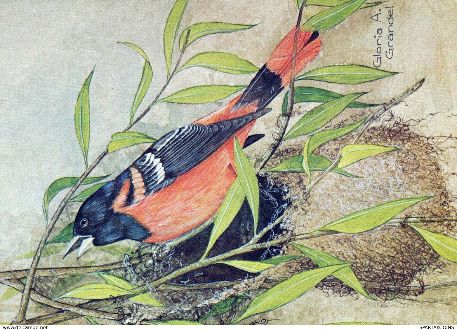 OISEAU Animaux Vintage Carte Postale CPSM #PAN236.FR - Uccelli