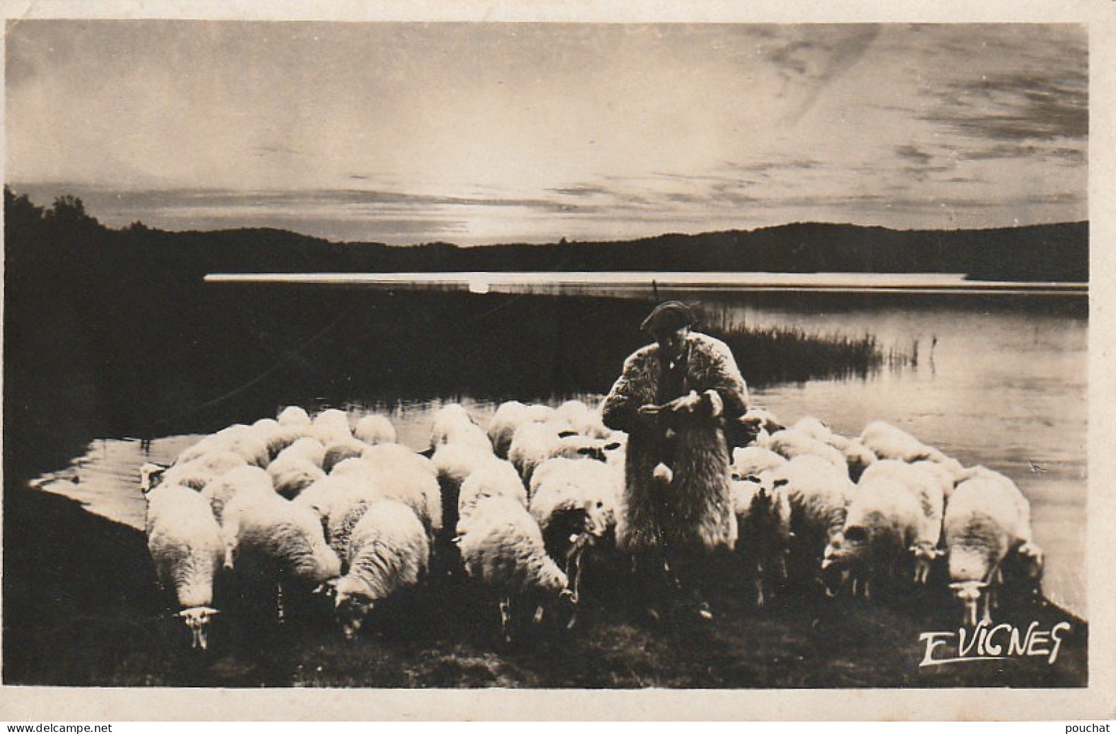 0P 23-(40) AU PAYS GASCON , UN SOIR , EN OCTOBRE - BERGER ET TROUPEAU DE MOUTONS - ED . VIGNES , CASTETS DES LANDES - Aquitaine